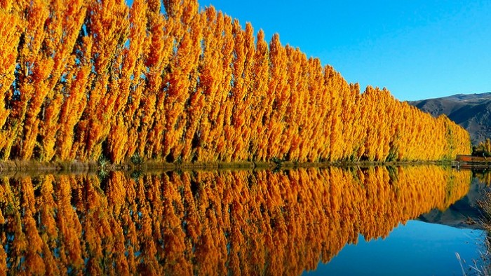 Poplar trees near water