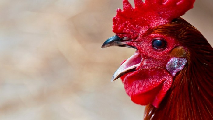 Rooster