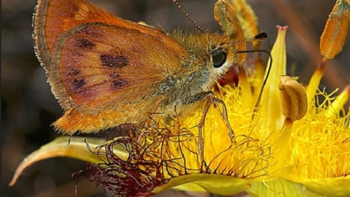 Rural skipper insect in San Luis Obispo