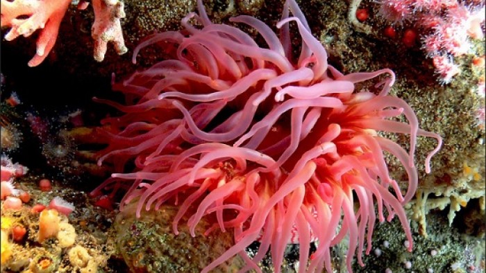 Coral
