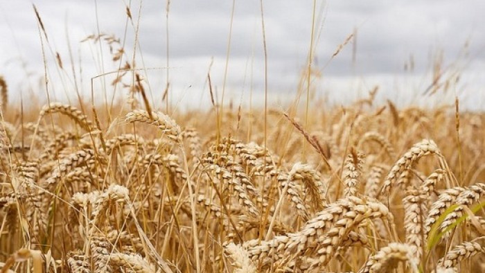 Wheat under a cloud