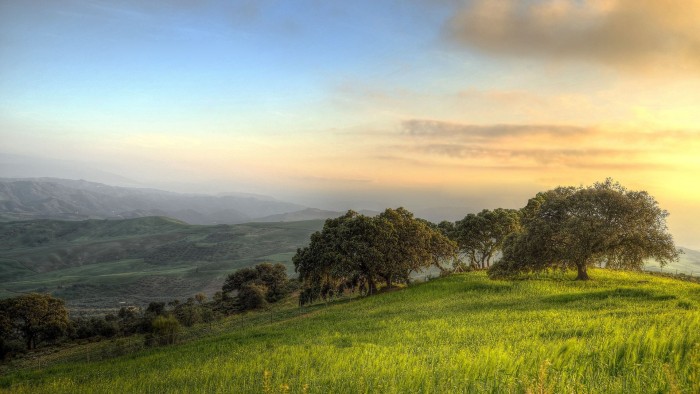 Grassland and trees
