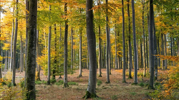 Forest!