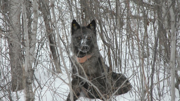 The Defense Department helps this Minnesota wolf defend its turf.