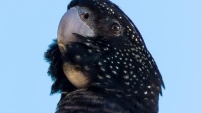 A bird looking to the left, camouflaging its face, illustrates the urgency and variability of biodiversity. 