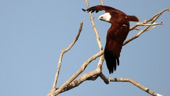 Nobody in conservation finance can fly far who flies alone