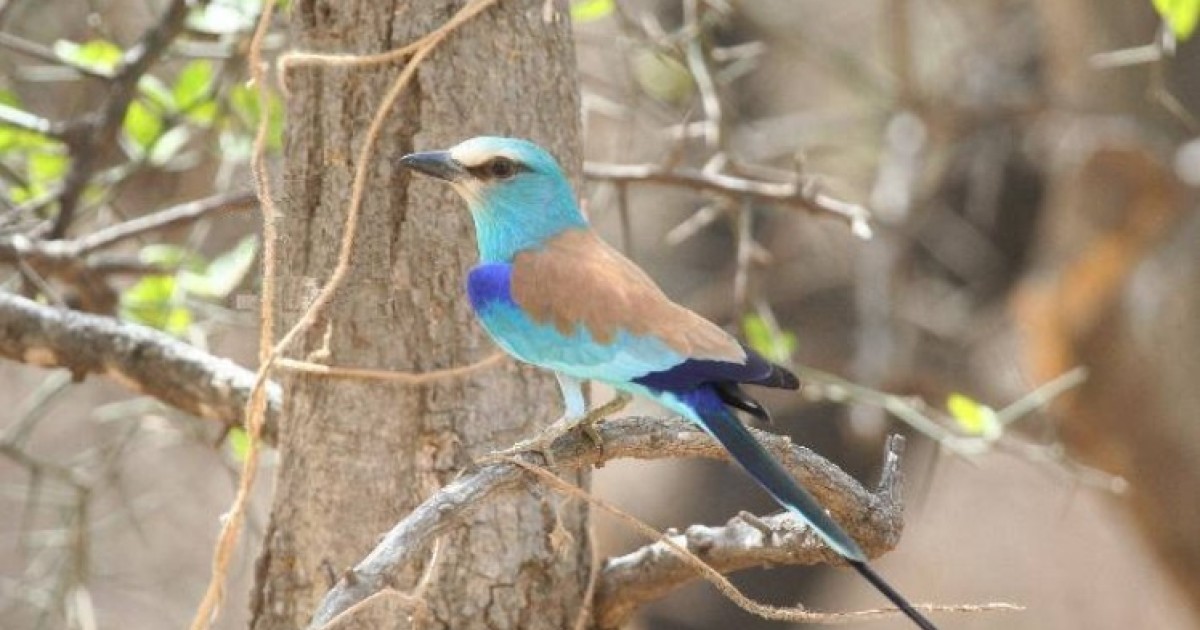 An Incomplete Guide to Biodiversity Credits, Part One