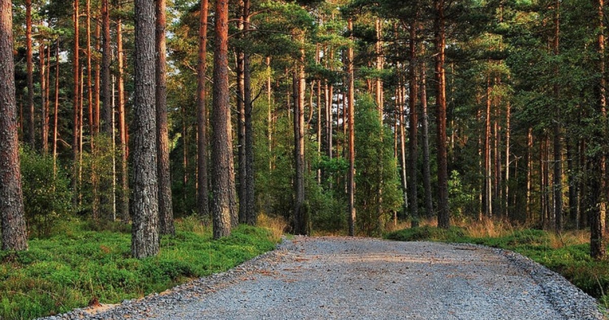 Could a Mature Timberland Asset Class Spur Conservation? Conservation