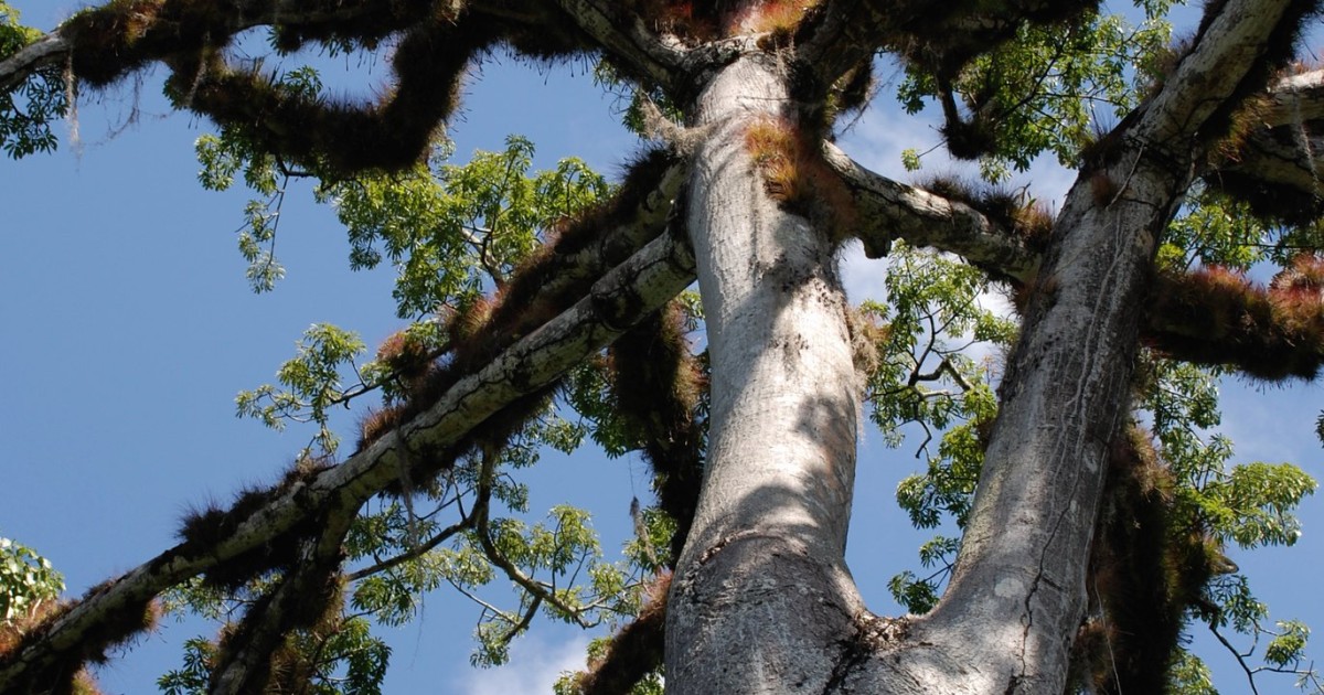 Conservation Finance Network cover image