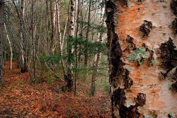 Birch trees in forest