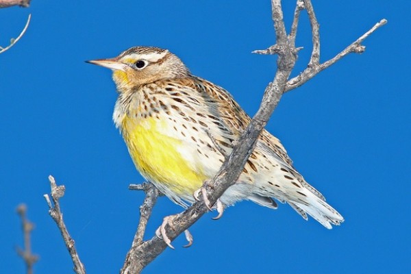 Meadowlark