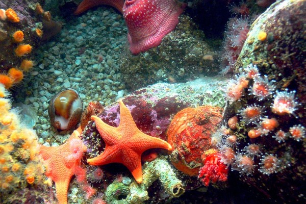 Coral at Monterey Aquarium