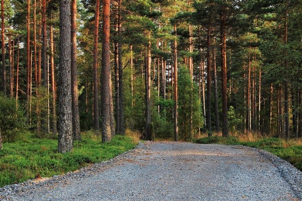 Forest Road
