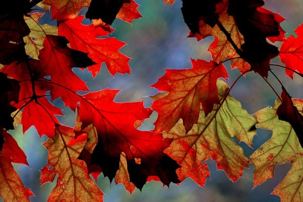Fall leaves on tree