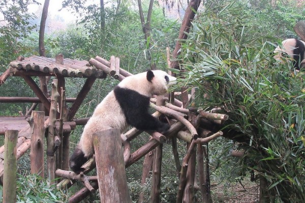Panda in Chengdu