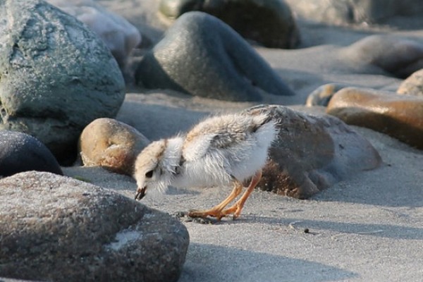 Plover