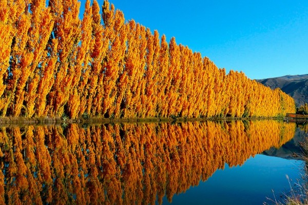 Poplar trees near water