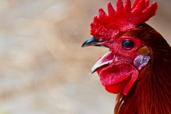 Rooster