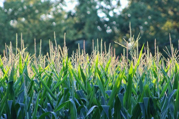 Corn field