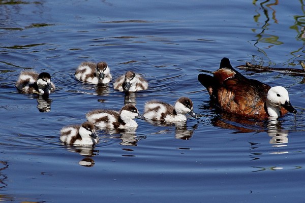 Paradise ducks swimming as a group