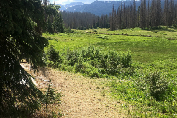 Colorado forest