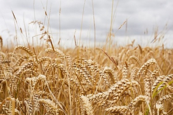 Wheat under a cloud