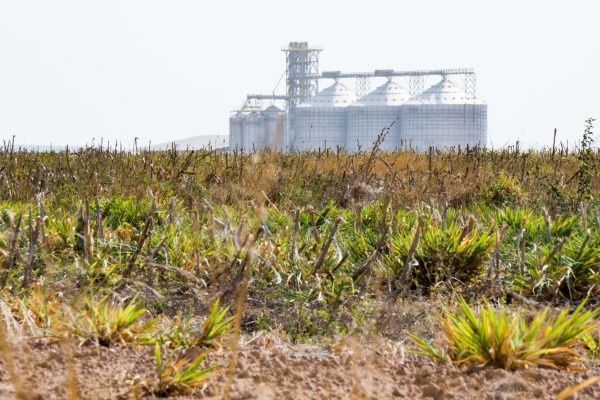 Soy farm in Brazil