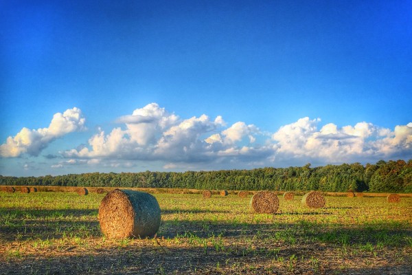 Delaware farm