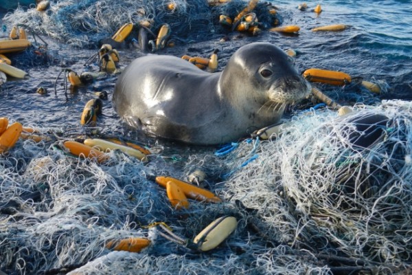 A Hawaiian monk seal amid marine pollution
