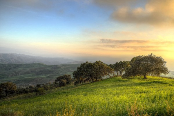 Grassland and trees