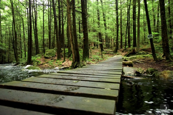 Forest in Royalston, MA