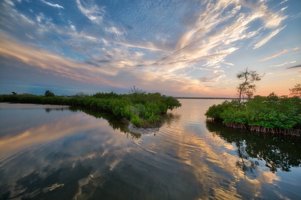 Mangroves in Florida