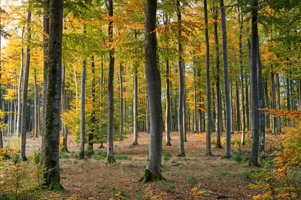 Forest!