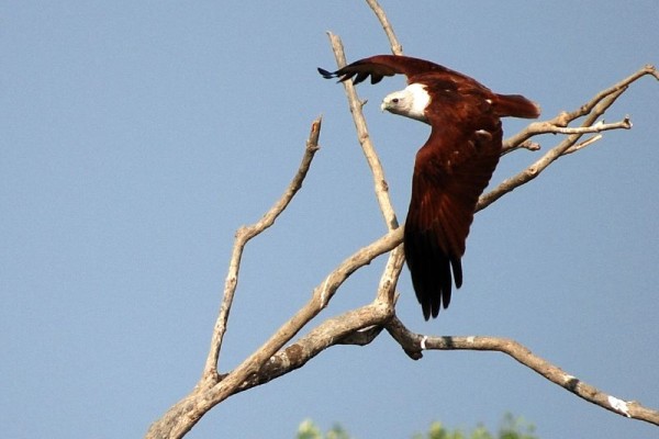 Nobody in conservation finance can fly far who flies alone