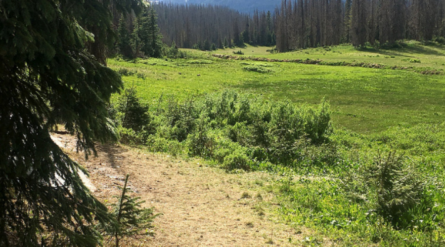 Colorado forest